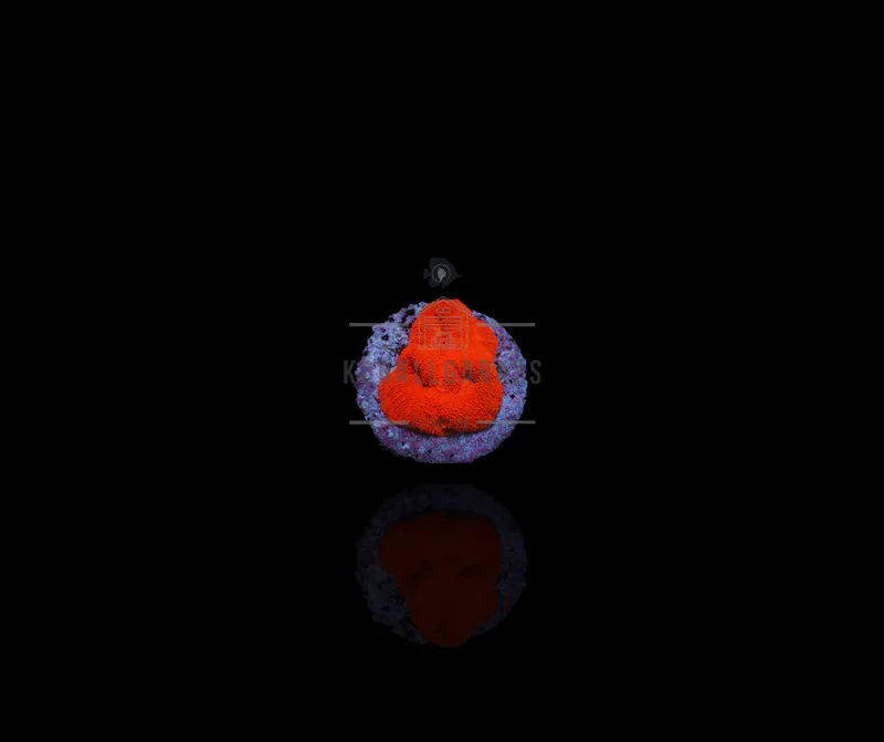 Cycloseris  (Premium)